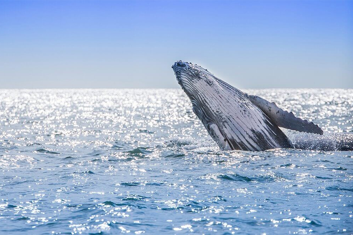 Avistamiento de Ballenas en Colombia y recomendaciones